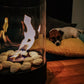 Chantico Glassfire